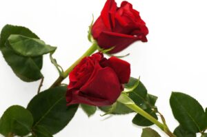Closeup shot of a bright red rose flower arrangement with copy space
